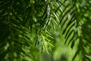 макро-фотография еловой ветки, зеленые иголки, крупный план 