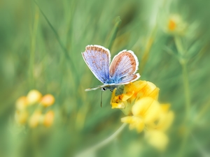 бабочка на желтом цветке 