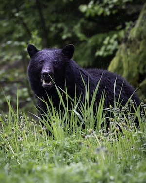Черный медведь в траве
