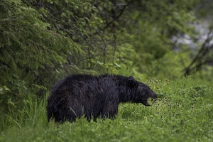 черный медведь рычит в лесу 