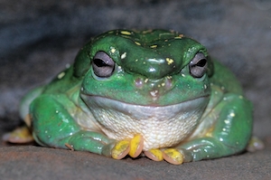 Великолепная древесная лягушка, зеленая лягушка, крупный план 