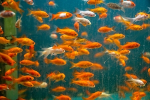 Многочисленные плавающие золотые рыбки в аквариуме с грязным стеклом