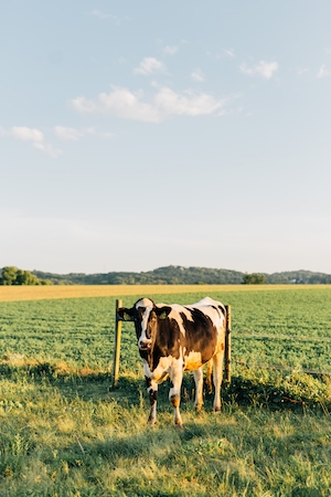 Корова на пастбище на ферме смотрит в камеру
