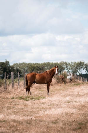 коричневый конь на поле 