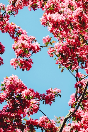 восточное краснокнижное дерево, цветущее розовыми цветами
