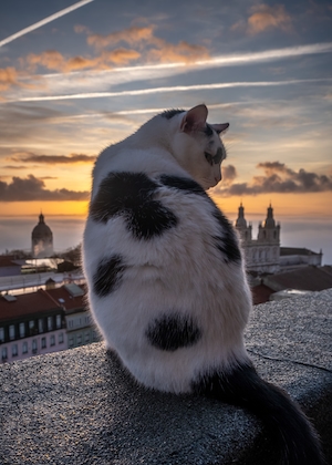 Кошка на крыше с восходом солнца.