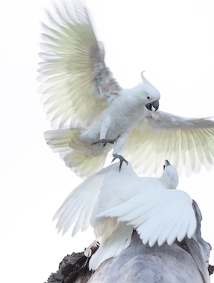 битва двух белых попугаев 