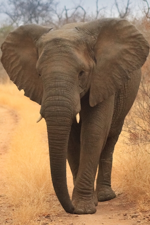 слон в полный рост. Африканский слон на дороге