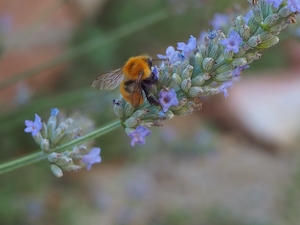Пчела на цветке лаванды, опыление