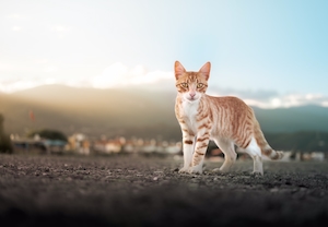 рыжий полосатый кот на фоне природного пейзажа 