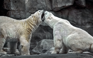 2 белых медведя сражаются клыками 