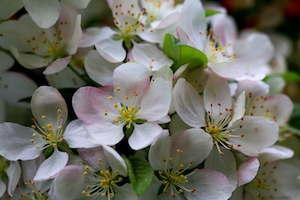 Макрофотоснимок цветков вишневого дерева, снимок цветков сакуры