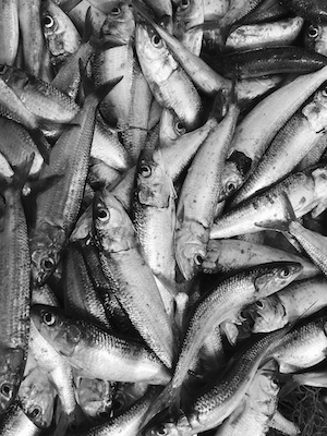 черно-белая фотография пойманной рыбы 
