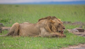 лев лежит после охоты 