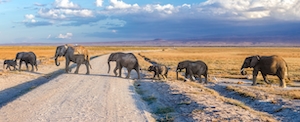 слоны идут тропой через саванну 