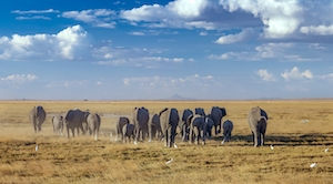 Большое стадо слонов гуляет по полю 