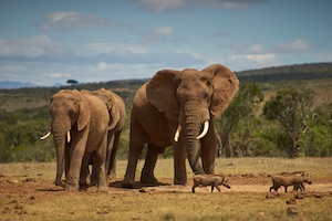 слоны ну природе 