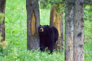 черный медведь в лесу 