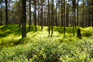 зеленый лес изнутри, стволы деревьев, сосны, мох на переднем плане, крупный план 