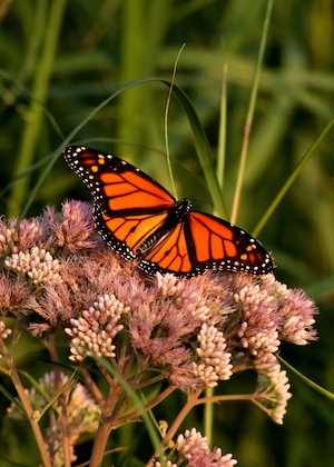 бабочка-монарх на розовом цветке 