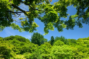 вид на кроны деревьев снизу, ярко-зеленая листва и голубое небо 