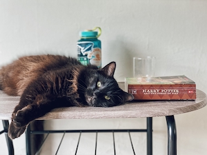 книга серии "Гарри Поттер", кошка лежит на столе 