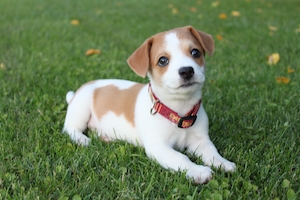 Милый двухцветный щенок сидит на траве 