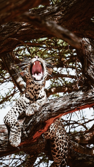леопард рычит с дерева 
