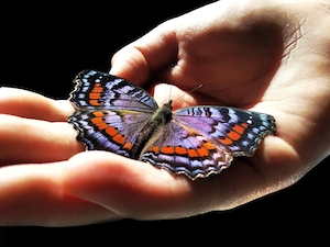 пестрая бабочка с раскрытыми крыльями сидит на ладони у человека, крупный план 