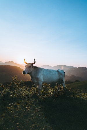 бык на фоне гор во время заката 