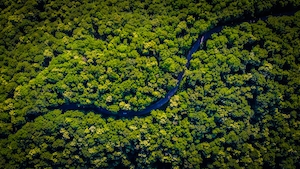фото леса и реки с высоты