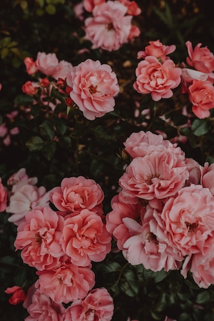 Оранжевые розы. Розовые кустовые розы, розы на кустах, цветки розовых роз 
