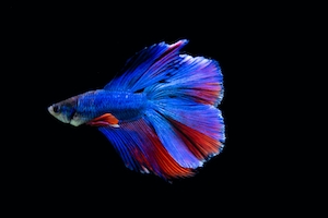 яркая контрастная красно-синяя рыбка на черном фоне 