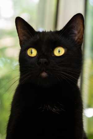 черная кошка с желтыми глазами 