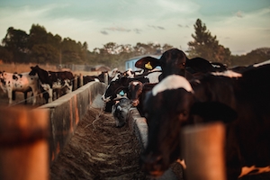 коровы на ферме 