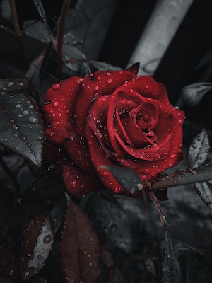 Бутон красной розы, крупный план 