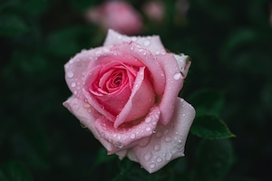 Бутон бледно-розовой розы в росе, крупный план 