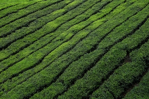 Чайная плантация 