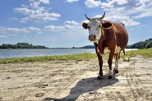 портрет коричневой коровы, корова смотрит в кадр, крупный план 