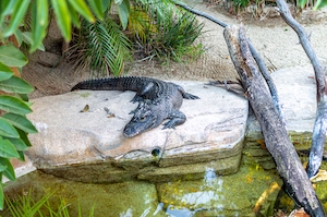 крокодил лежит на камне у воды 