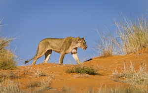 Львица, прогуливающаяся по песчаной дюне