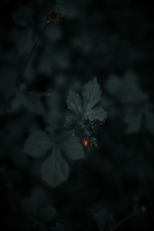 красный жучок на верхушке растения ночью, вид сверху 