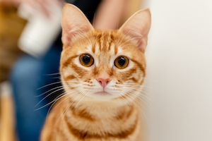рыжий кот с оранжевыми глазами 