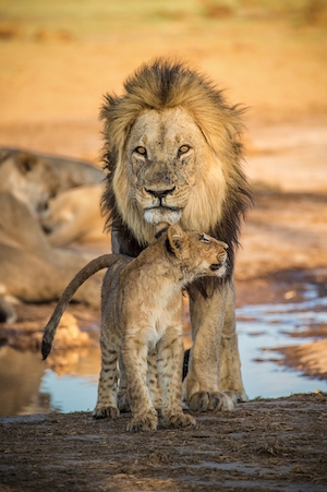 Отец и сын лев с семьей на заднем плане
