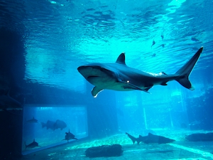Серебристая акула в воде аквариума 
