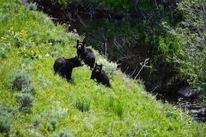 трое черных медведей на склоне холма 