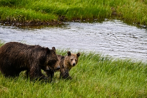 бурые медведи в дикой природе возле водоема 