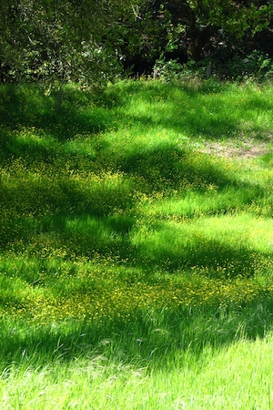горчичное поле весной, ярко-зеленая поляна 
