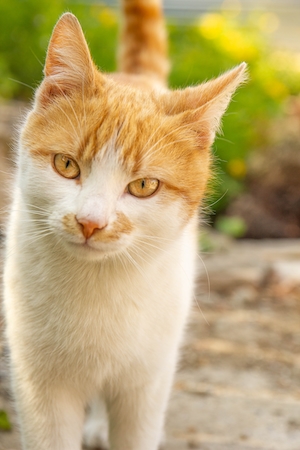 бело-рыжий кот с желтыми глазами смотрит в кадр 
