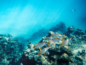 Коралловый риф, разноцветные кораллы под водой, цветные рыбы 